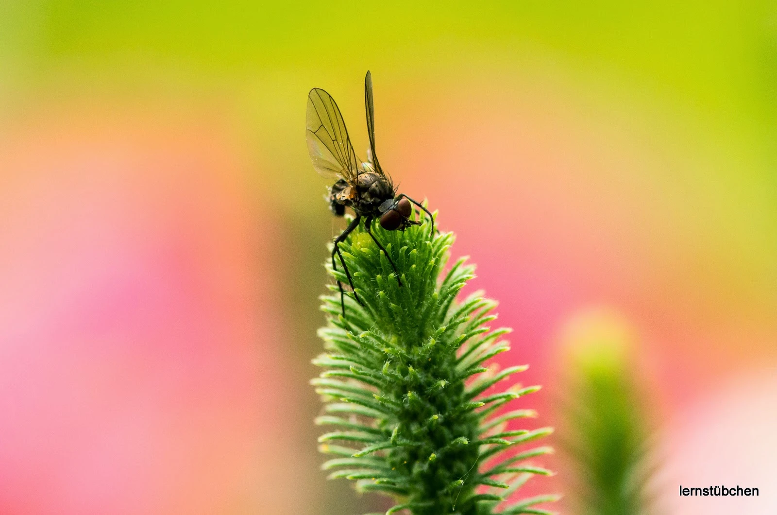 Fliege putzt sich.jpeg
